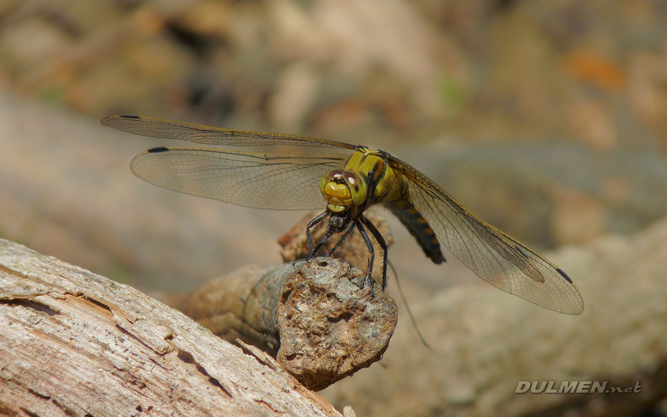 Black-tailed Skimmer (Female, Orthetrum cancellatum)